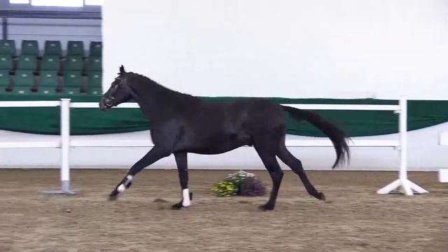 Caretinus x Cento x Lord смотреть онлайн
