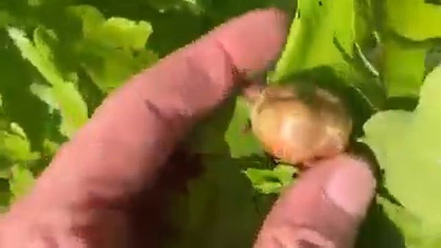 Oak apples is this what they are,Gosfield смотреть онлайн