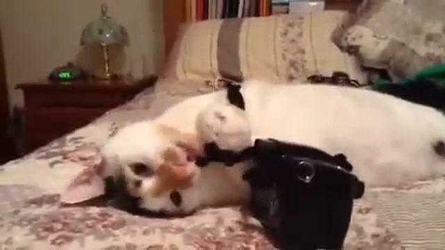 THE CAMERA VS. KALI смотреть онлайн