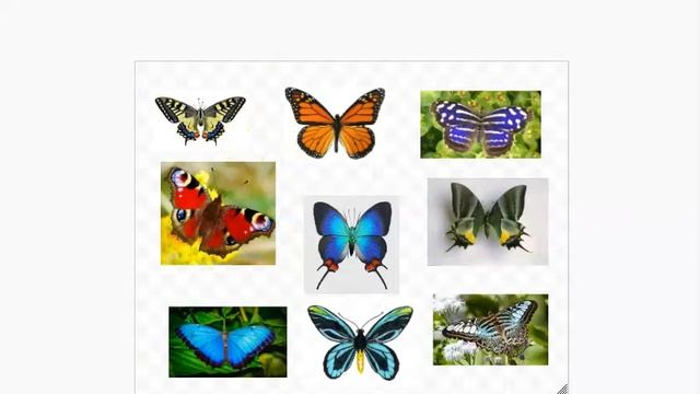 Crackle Butterfly Art смотреть онлайн