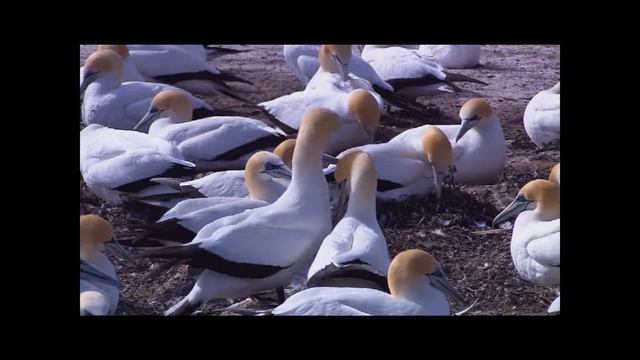 Windows 7 Wildlife HD remade смотреть онлайн