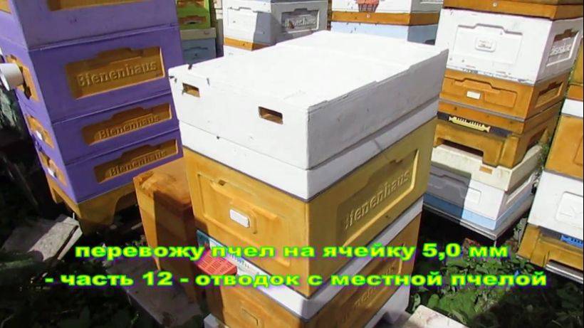 пчеловодство на ячейке 4,9 мм - часть 12, отводок с местной пчелой 30.07.2023 смотреть онлайн