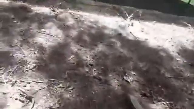 Do chickens like apples? смотреть онлайн