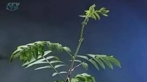 Лист. Внешнее строение листа. Прилистники