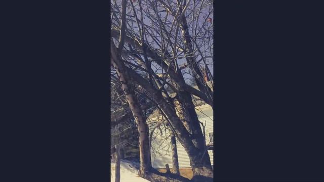 Apple Tree Pruning Fun! Video 5 смотреть онлайн