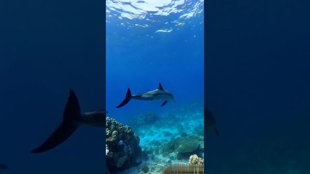 Dolphin. смотреть онлайн