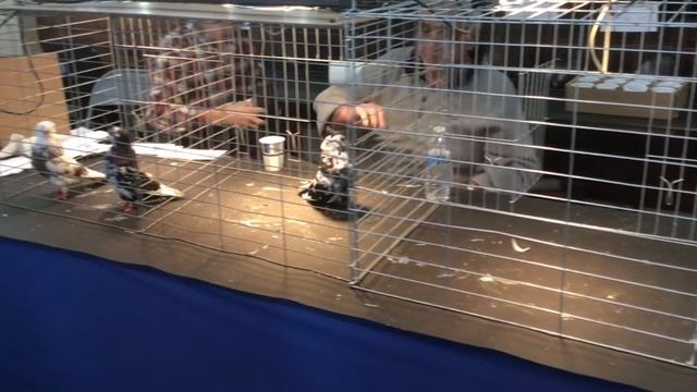 Judging American Domestic Flight at Big Apple Invitational show смотреть онлайн