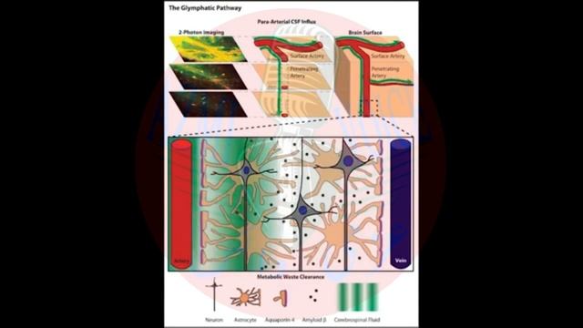 Amazing Psychological Facts about sleep | Does Mind get dry if we don't sleep | Urdu | AZMI VOICE смотреть онлайн