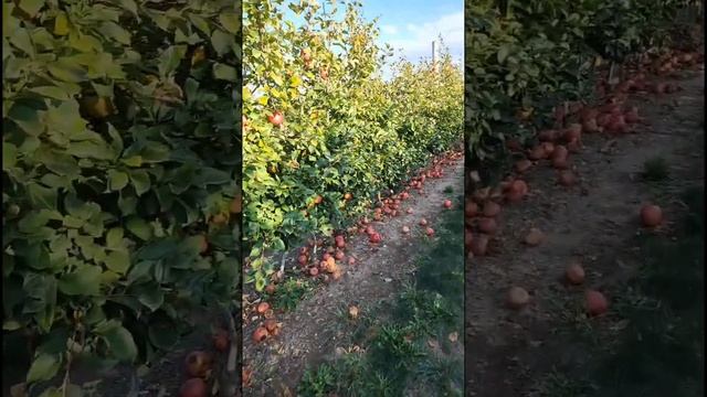 Apple picking with my family 🍎🍏 смотреть онлайн