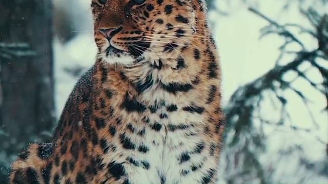 Грациозные леопарды.