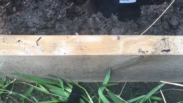 How To Grow An Apple Tree From Seed #5 смотреть онлайн