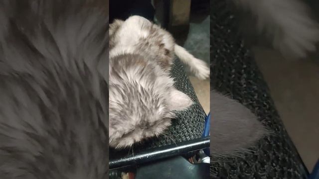 Bike K Seat Cat SA Safe Kr Sakta Hn Marfi K Sath Hhh