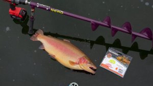 Ловля форели со льда для начинающих. От выбора места до поклевки