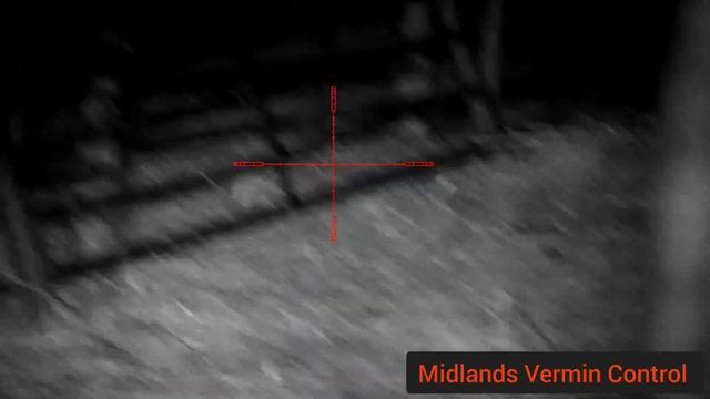 40+ rats - Week 35 ratting action - Pard nv008p lrf - night vision rat hunting смотреть онлайн