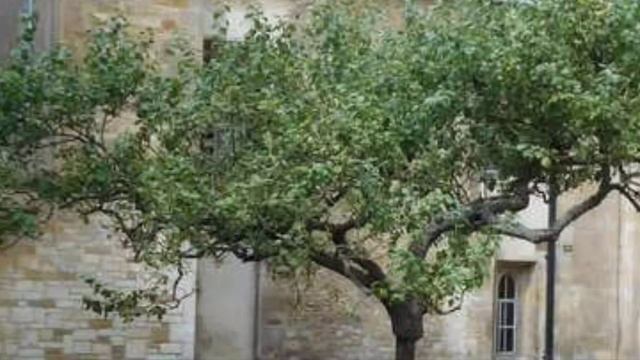 Newton's Apple Tree Been Alive For 350 Years | Top Interesting Mystery | K Riya's World смотреть онлайн