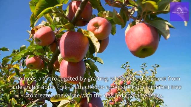 Apples! 25% air? Really?! смотреть онлайн
