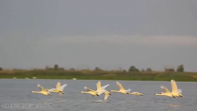 Лебеди смотреть онлайн