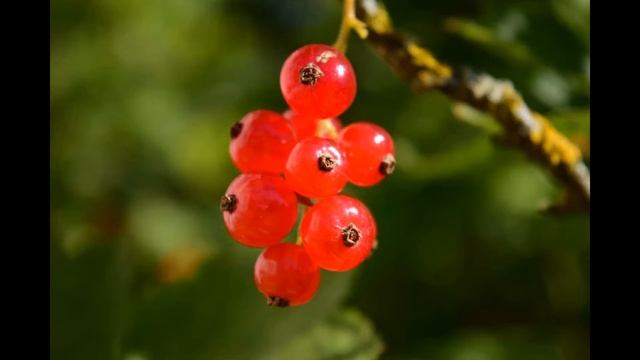 Wow Amazing Currant Fruit Plant смотреть онлайн