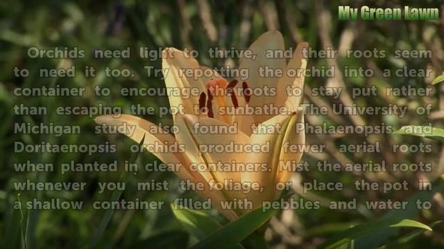 What Makes My Orchid Roots Grow Outside the Pot? смотреть онлайн