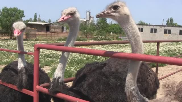 Страусиная ферма. Июнь 2014 г. смотреть онлайн