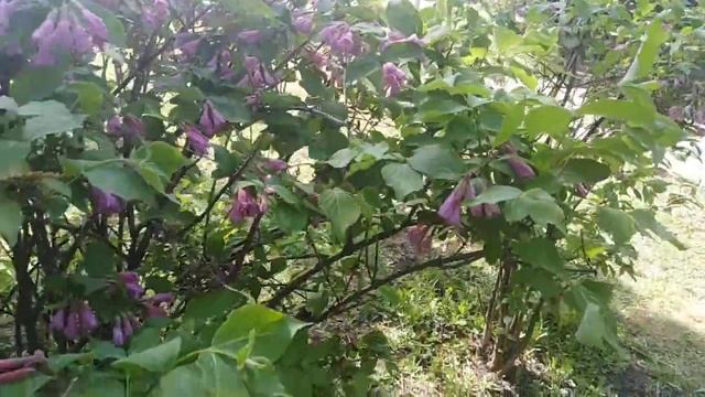 Свадьба. Сакура. И красивый куст.
