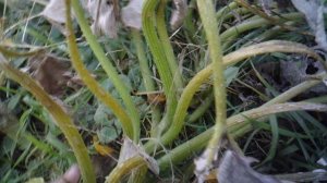 Обзор наших отплодоносивших кабачковых растений