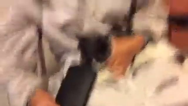 The Meowsidential Debates! смотреть онлайн