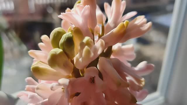 Утро! Весенние работы.Наурыз! Поздравление!!! Шашлычок! Поют скворцы!!! смотреть онлайн