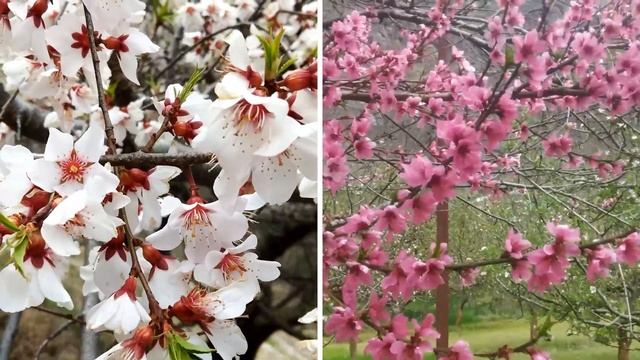 ||Apple, Apricot || Blooming During Spring Season || смотреть онлайн