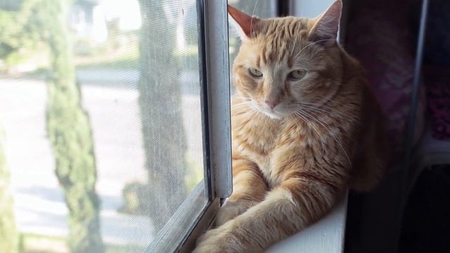 How To Use FELIWAY CLASSIC Diffuser смотреть онлайн