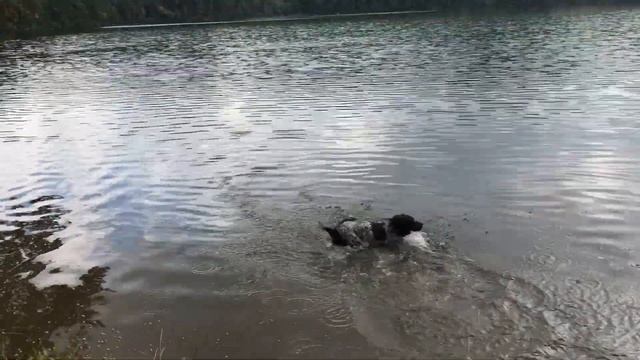 Henry, Otto, Pepper, Luke, Tonto, and Tesla at Silvermine Lake смотреть онлайн
