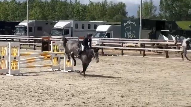 SOLD. Emilion x Cento, gelding, 2013 смотреть онлайн