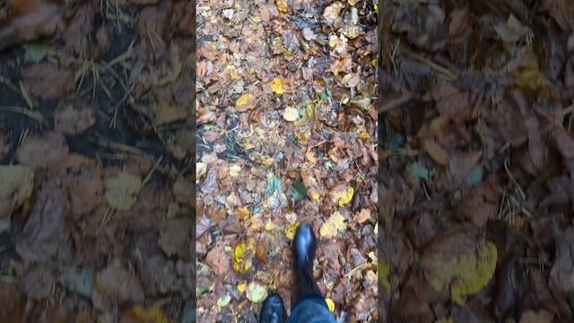 Осень в деревне