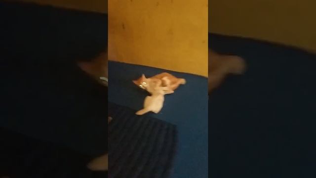 Kitty vs putty смотреть онлайн