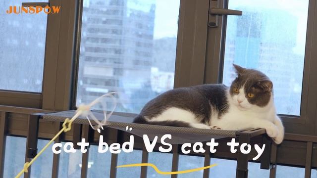 When cat in bed meets cat toy #junspow #cat #bed #window #amazon смотреть онлайн