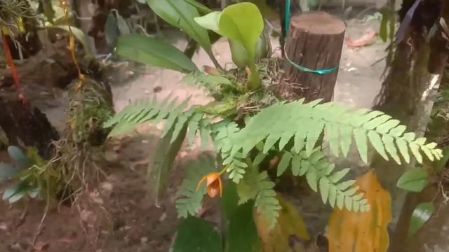 bermacam macam anggrek sulawesi. смотреть онлайн
