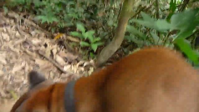 Sonko CIWY Happy Face