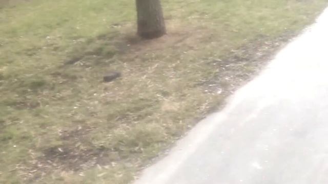 Нашел на дороге брызговик от газели