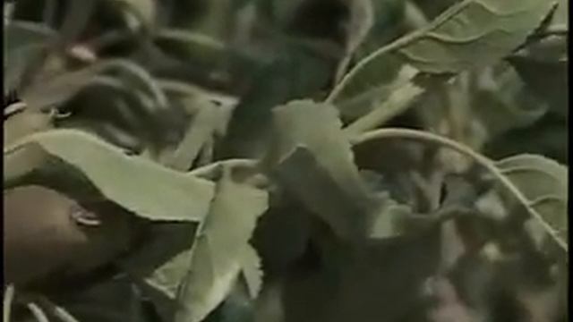 Classic Landscaping Season 4 - Episode 13 - Grafted Apple Trees смотреть онлайн