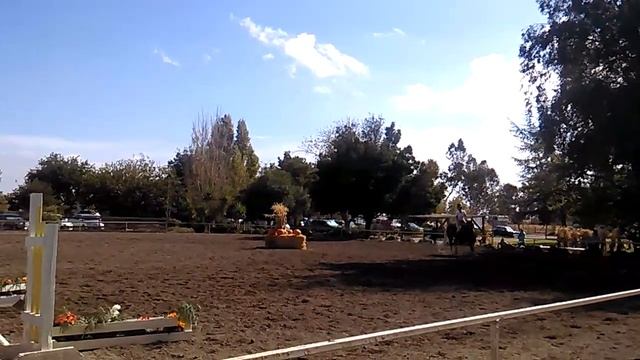 Elsa, haflinger for sale смотреть онлайн