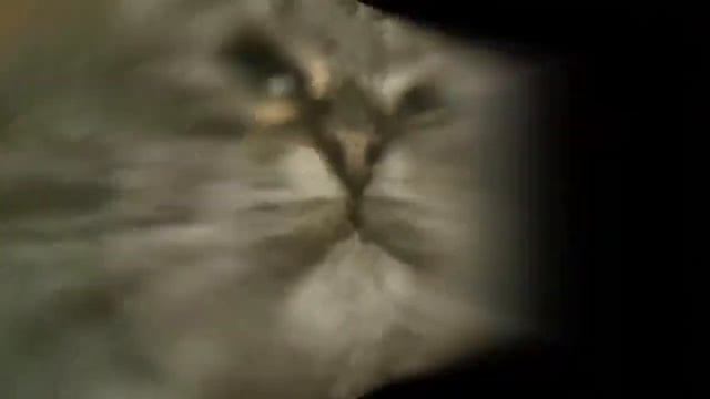 Кит ты маму мав флексит под непонятную песню смотреть онлайн