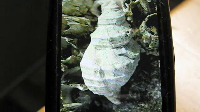 Custom Global Search on the Palm Pre - Citizendium смотреть онлайн