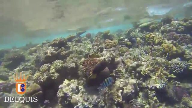 Dreams Beach sharm смотреть онлайн