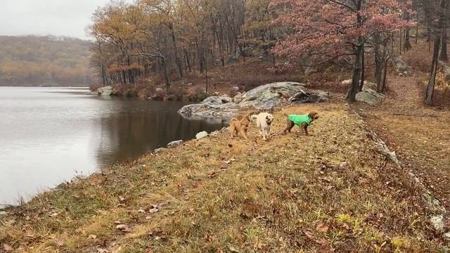 Donut, Henry, Bear, Pepper, Tesla, And Remi At Turkey Hill Pond