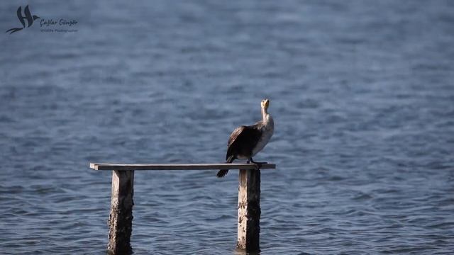 Great Cormorant on Wooden Seat - Karabatak Ahşap Mesnet Üzerinde смотреть онлайн
