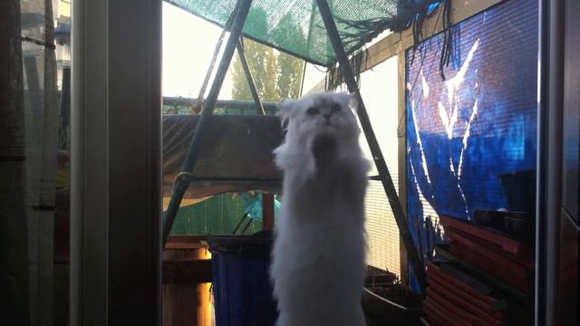 New cat cleaning machine - end of the dirty windows! смотреть онлайн