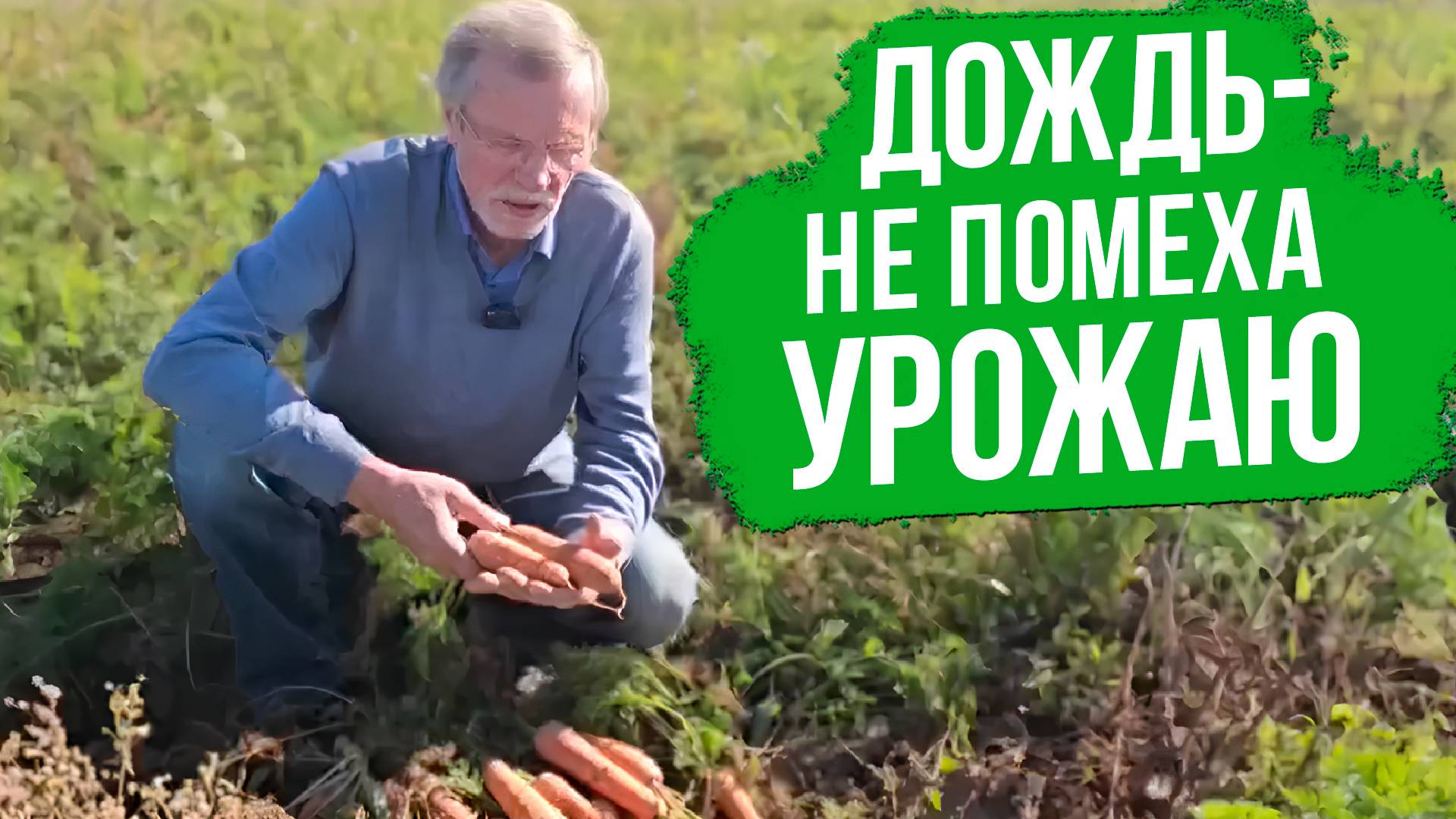 Как убирать морковь в дождь и потом сохранить ее?