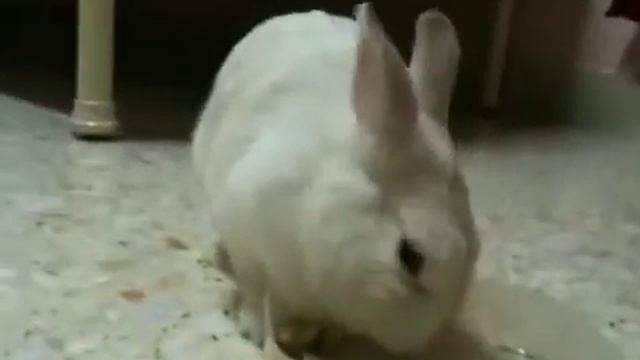 Mochi eating apple cubes смотреть онлайн