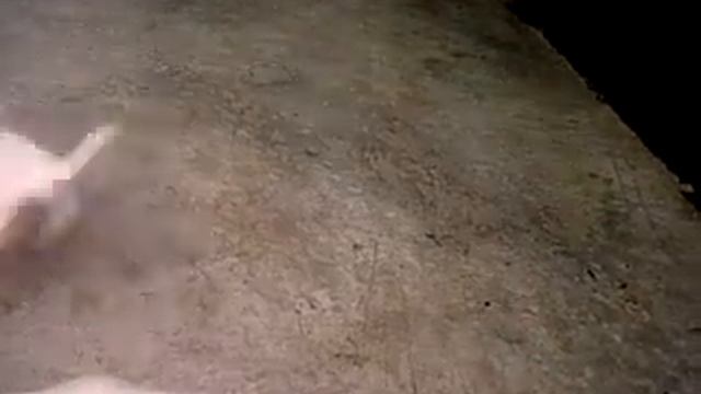 oviwan parson jack russell terrier смотреть онлайн
