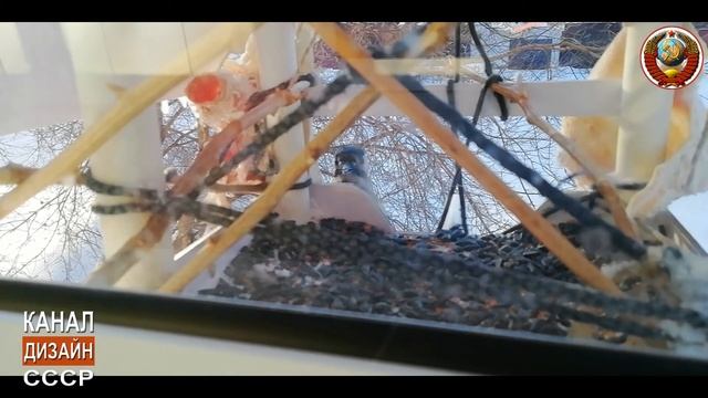 Снял, как дятел клюёт сало у нас на кормушке, на балконе. Помогаем птичкам перезимовать. смотреть онлайн